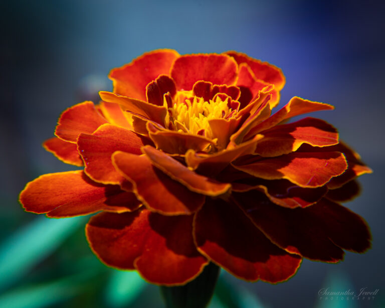 The Parable of the marigold